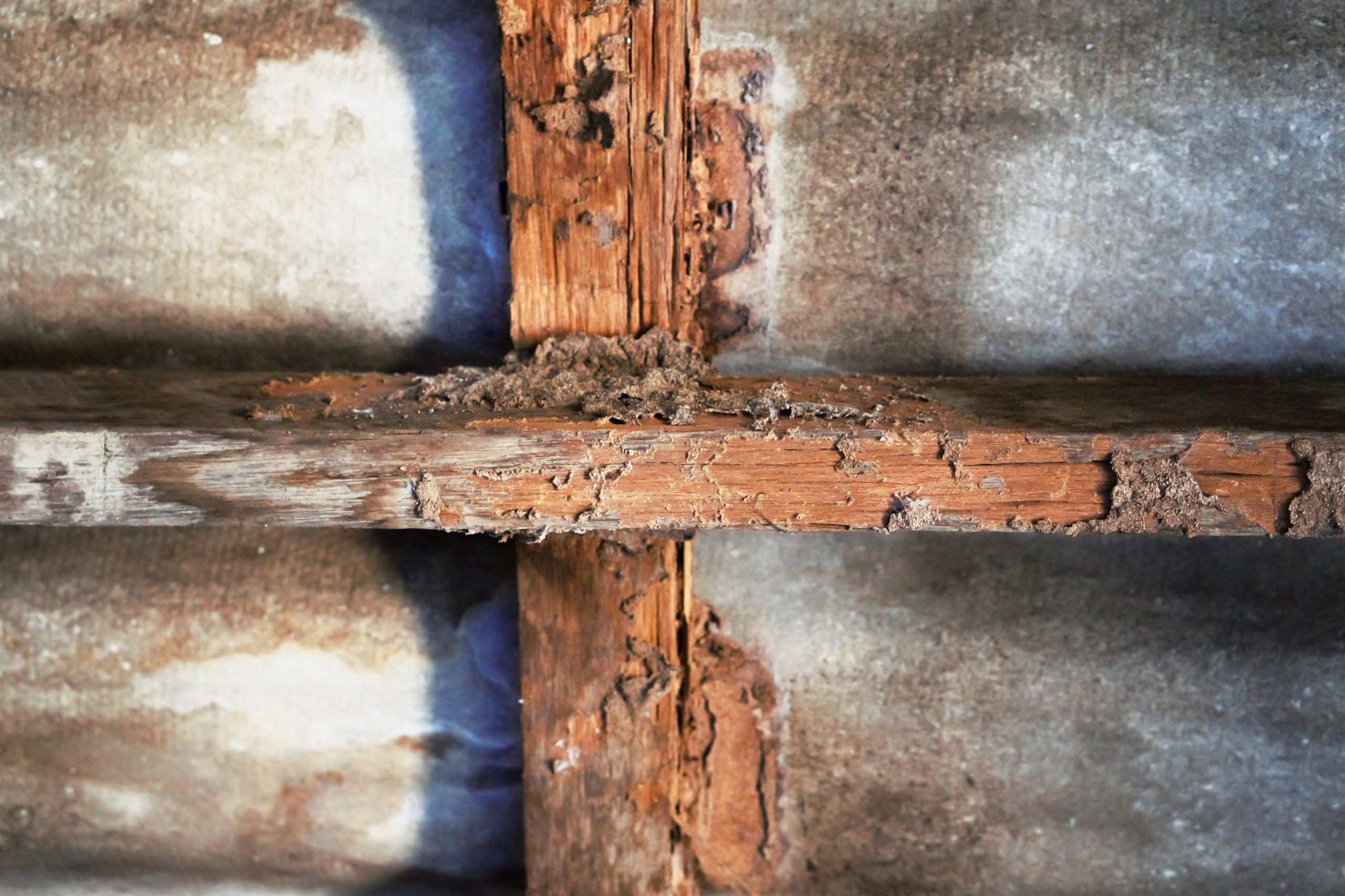 Woodworm treatment