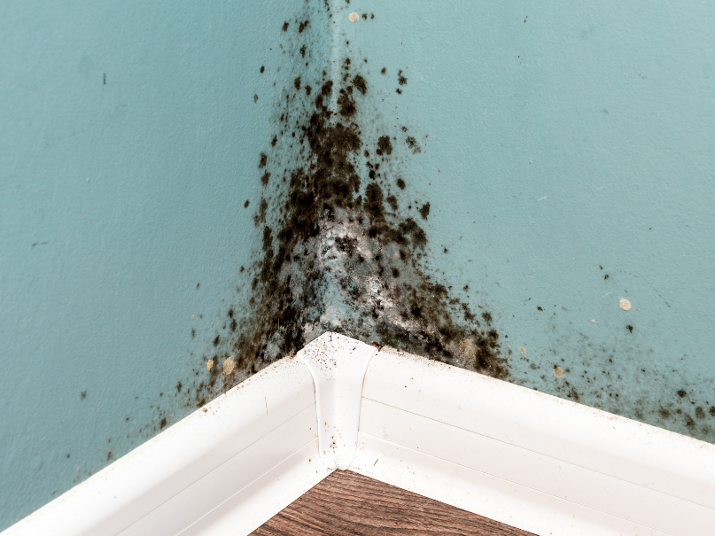 Black Mould around skirting boards
