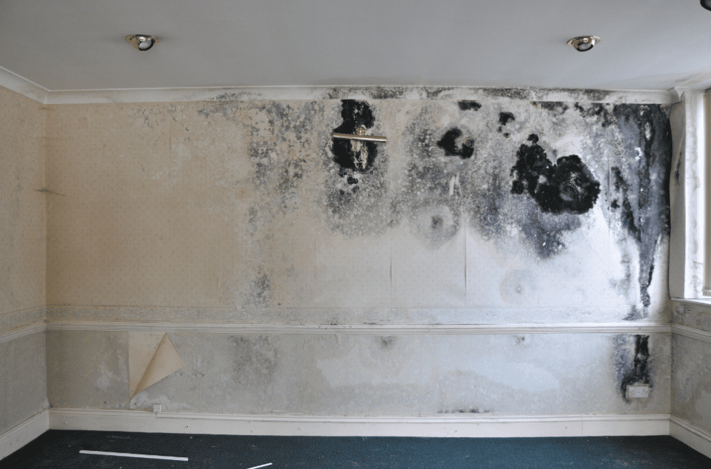 Black Mould Renovations