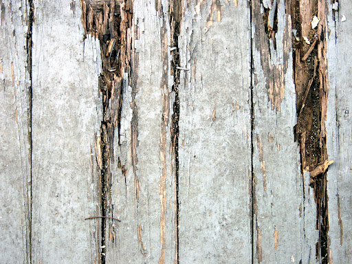 Wood rot from damp