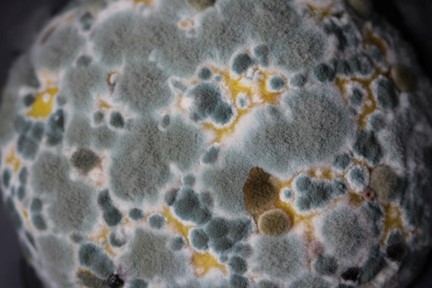 View of mycelium through a microscope