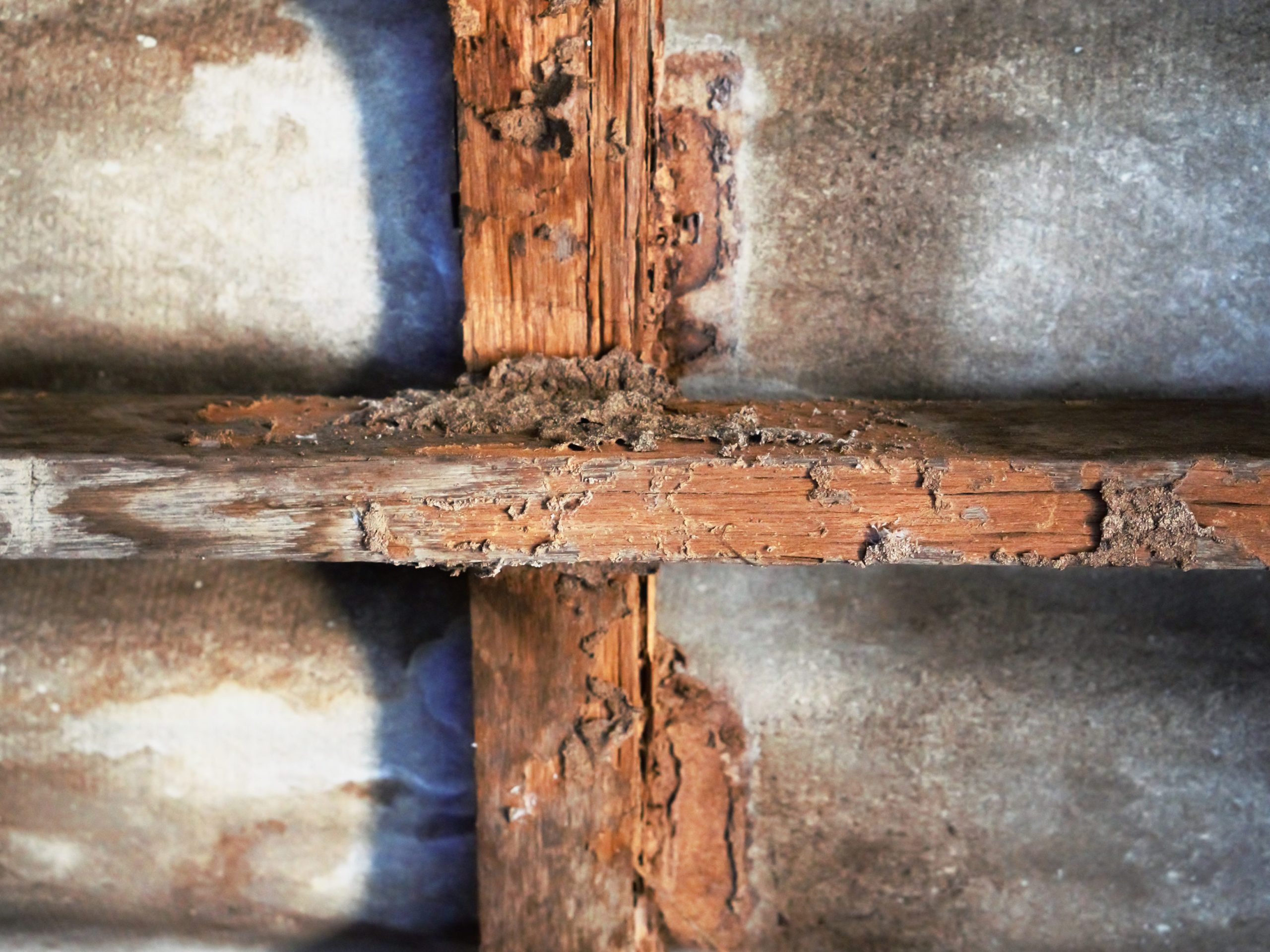 Woodworm Treatment Guide
