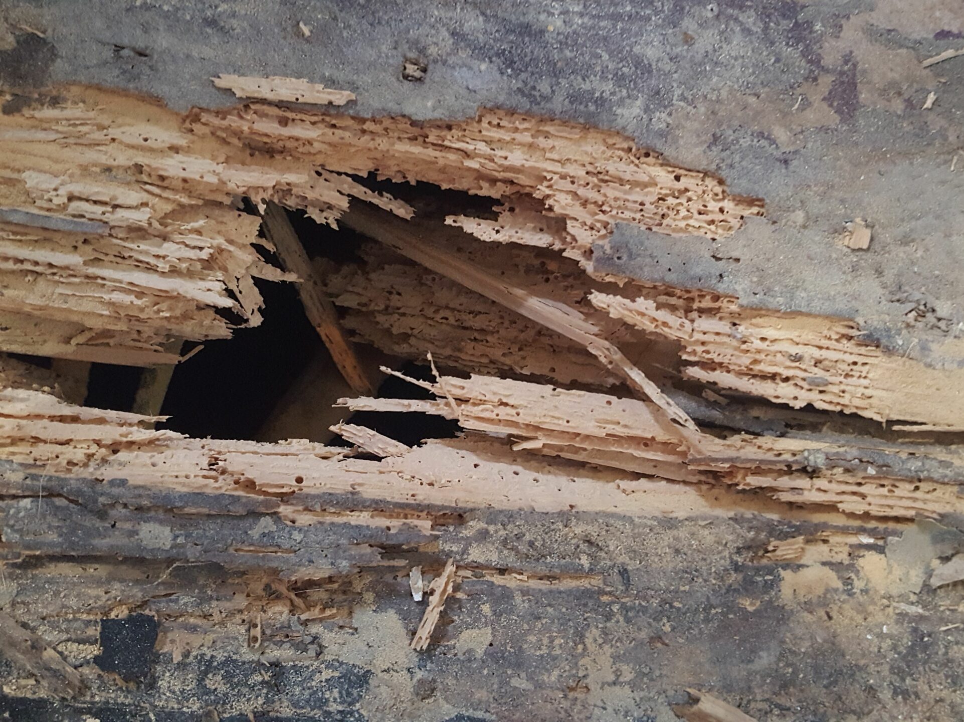 Dry Rot Treatment Guide